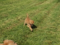 Dual-Golden-Retriever
