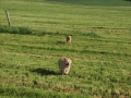 Dual-Golden-Retriever