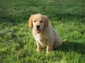 Dual-Golden-Retriever
