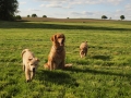 Dual-Golden-Retriever