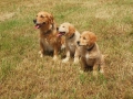 Dual-Golden-Retriever