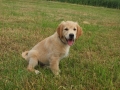 Dual-Golden-Retriever