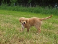 Dual-Golden-Retriever
