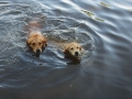 Dual-Golden-Retriever