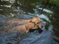 Dual-Golden-Retriever