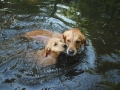 Dual-Golden-Retriever