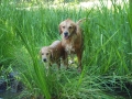 Dual-Golden-Retriever