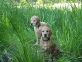 Dual-Golden-Retriever