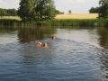 Dual-Golden-Retriever