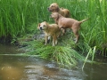 Dual-Golden-Retriever