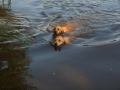 Dual-Golden-Retriever