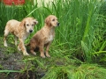 Dual-Golden-Retriever
