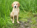 Dual-Golden-Retriever