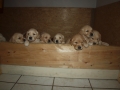 Dual-Golden-Retriever