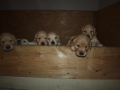 Dual-Golden-Retriever