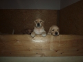 Dual-Golden-Retriever