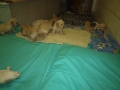 Dual-Golden-Retriever