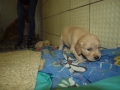 Dual-Golden-Retriever