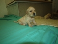 Dual-Golden-Retriever