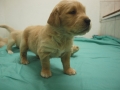 Dual-Golden-Retriever
