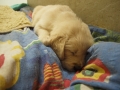 Dual-Golden-Retriever