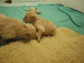 Dual-Golden-Retriever