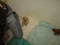 Dual-Golden-Retriever