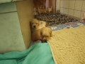 Dual-Golden-Retriever