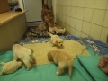 Dual-Golden-Retriever