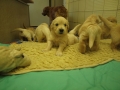 Dual-Golden-Retriever