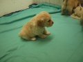 Dual-Golden-Retriever