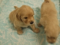Dual-Golden-Retriever