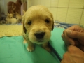 Dual-Golden-Retriever