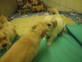 Dual-Golden-Retriever