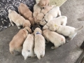 Dual Golden Retriever