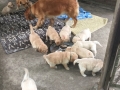 Dual Golden Retriever
