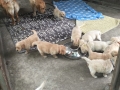 Dual Golden Retriever