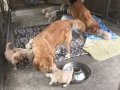 Dual Golden Retriever