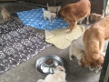 Dual Golden Retriever