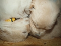 Dual Golden Retriever