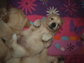 Dual Golden Retriever