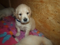 Dual Golden Retriever