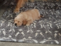 Dual Golden Retriever