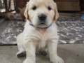 Dual Golden Retriever