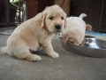 Dual Golden Retriever