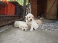 Dual Golden Retriever
