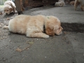 Dual Golden Retriever