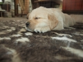 Dual Golden Retriever