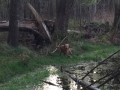 dual-golden-retriever