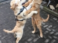 dual-golden-retriever